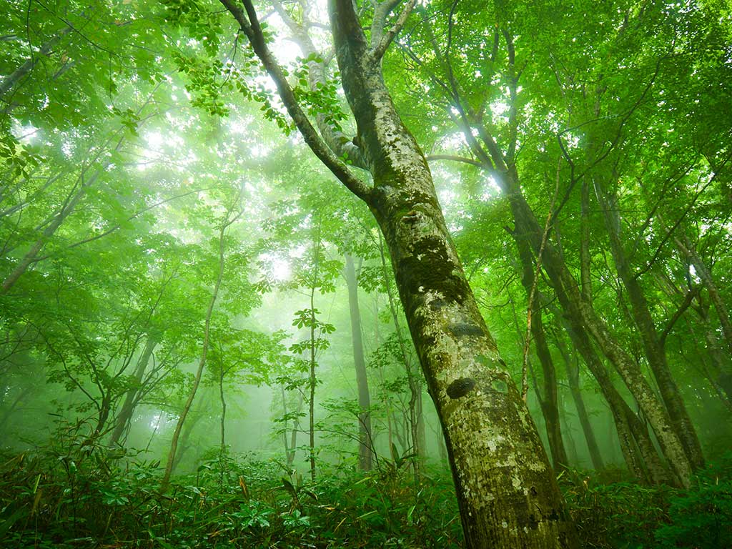 癒しの森住宅・モクリカ（MOKURICA）